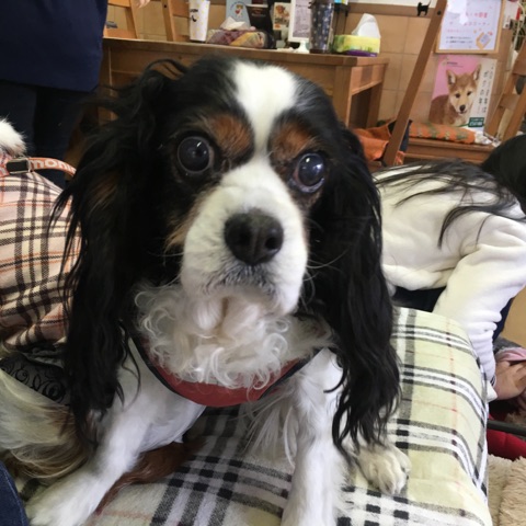 【今日の里帰りワンコ🐶キャバリアのモイリーちゃん💕＆フランちゃん💕】